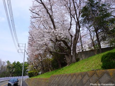 近所の桜