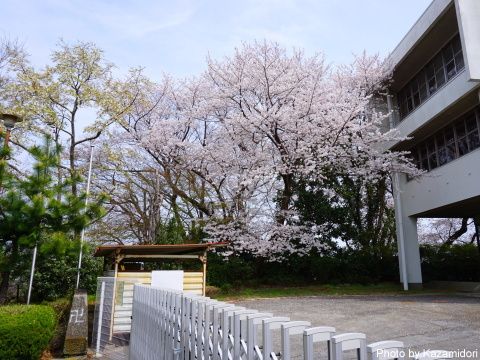 近所の桜