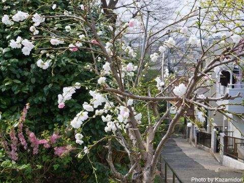 近所の桜