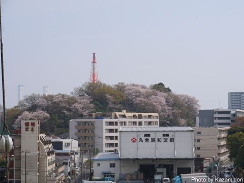 近所の桜