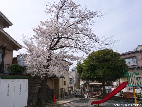 近所の桜