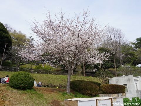 公園の桜