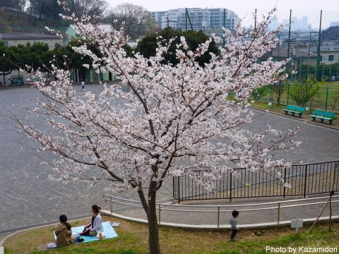 公園の桜