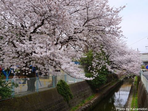 入江川沿いの桜