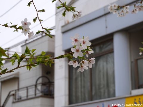 入江川公園の桜