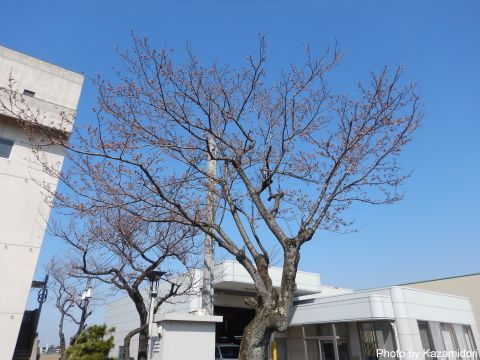 消防署前の桜