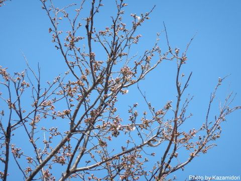 消防署前の桜