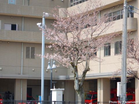 消防署前の桜