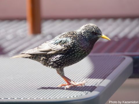 テーブルの鳥