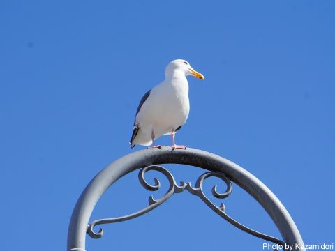 カモメ