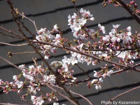 近所の桜