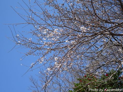 近所の桜