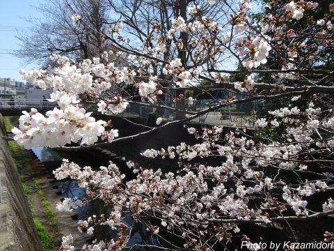 近所の桜