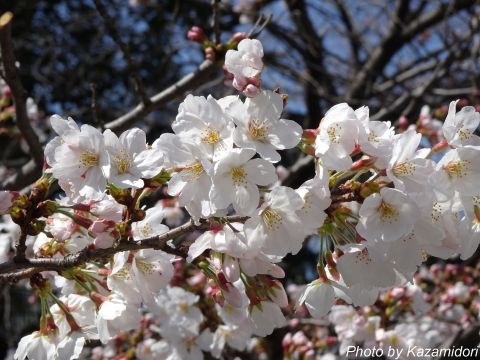 近所の桜