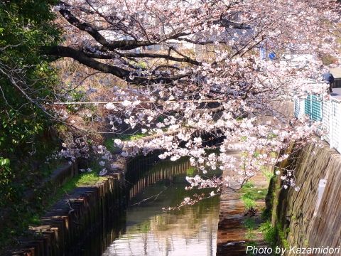 近所の桜
