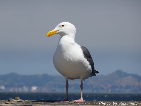 カモメ