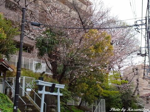 近所の桜