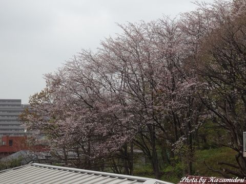 裏山の桜