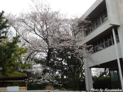 廃墟の桜