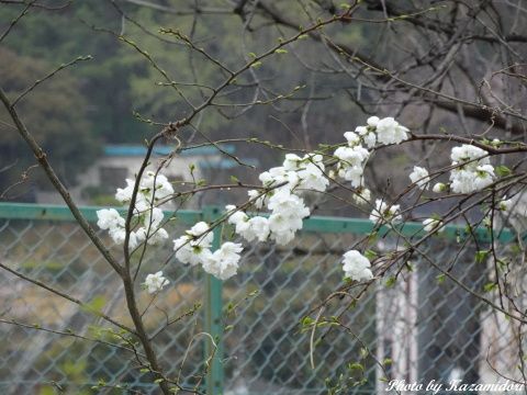 サトザクラ