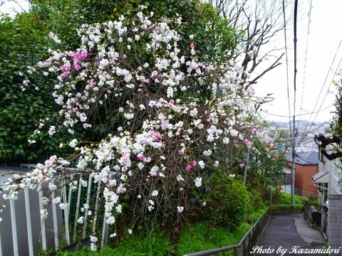 サトザクラ