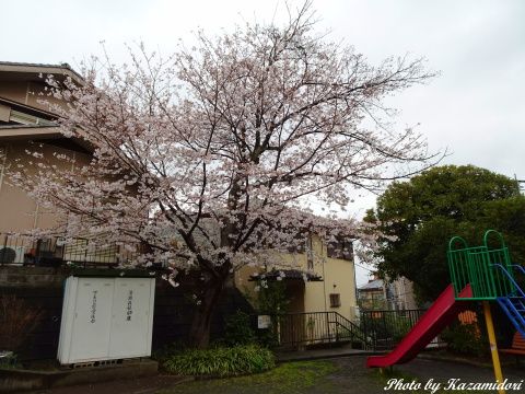 一本桜