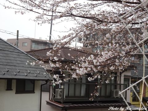 近所の桜