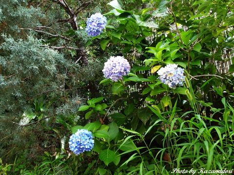 紫陽花