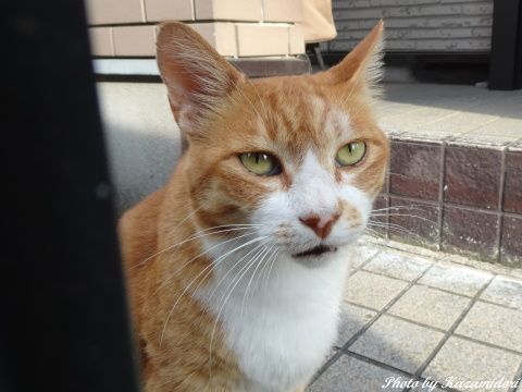 近所の猫