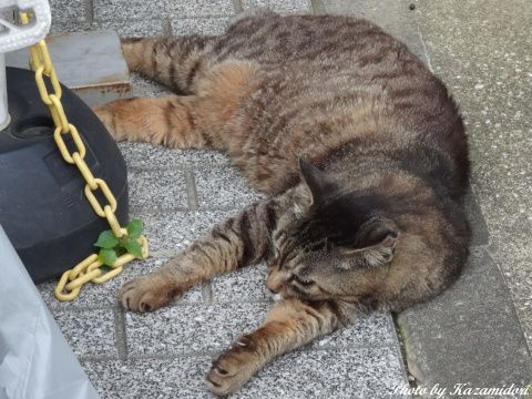 近所の猫
