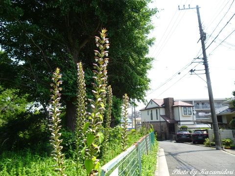 散歩道の風景