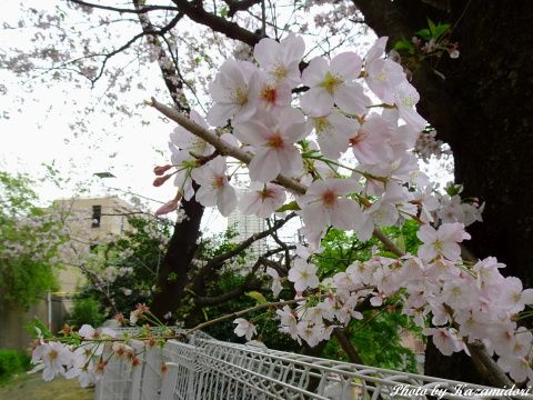 近所の桜