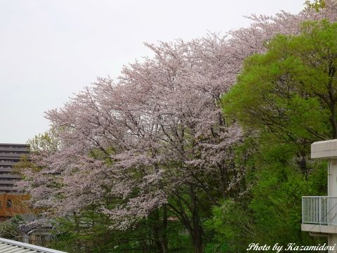 近所の桜