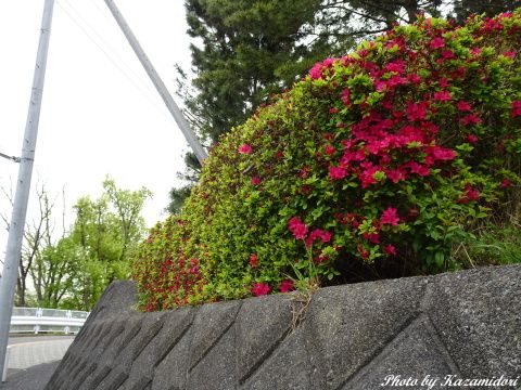 散歩道のつつじ