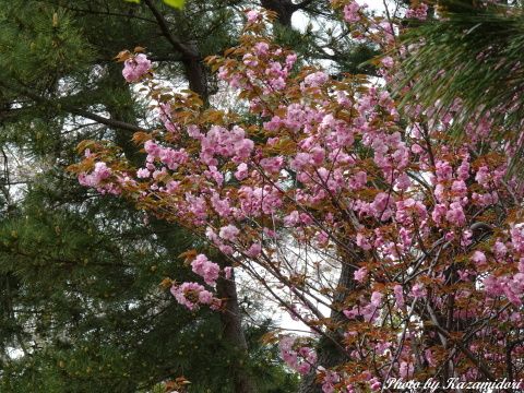 散歩道の八重桜