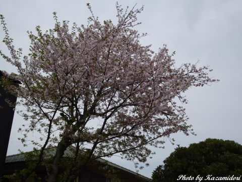 散歩道の桜