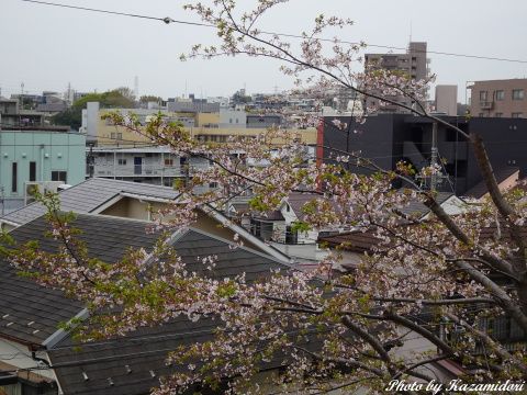 近所の桜