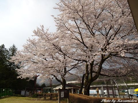 横川SAの桜