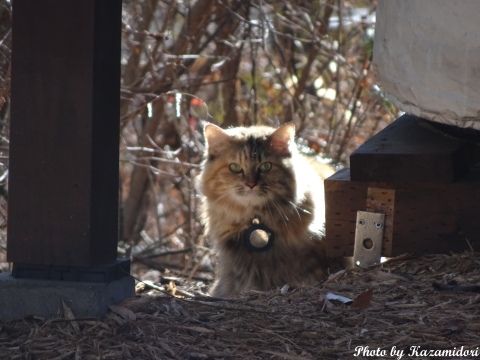 別荘地の猫