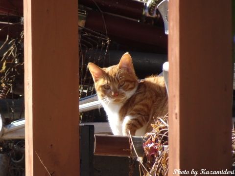 別荘地の猫