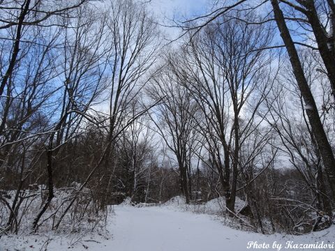 積雪の別荘地