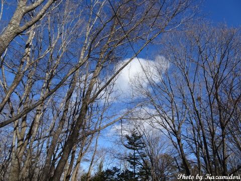 別荘地の雪景色