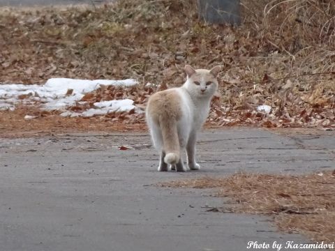 別荘地の猫
