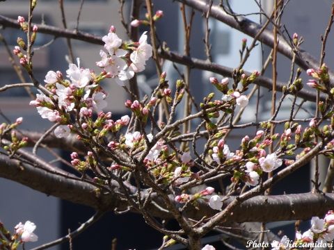 近所の桜