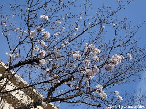 近所の桜