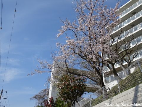 近所の桜