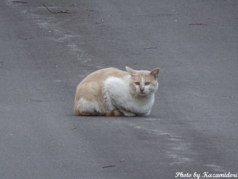 別荘地の猫