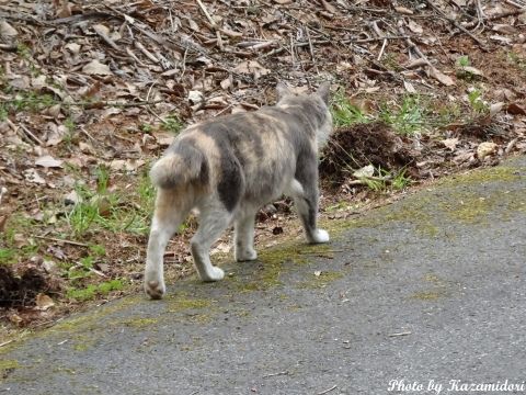 別荘地の猫