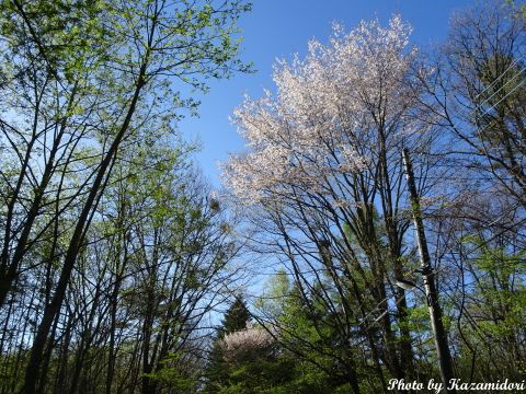 別荘地の桜