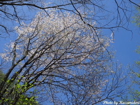 別荘地の桜